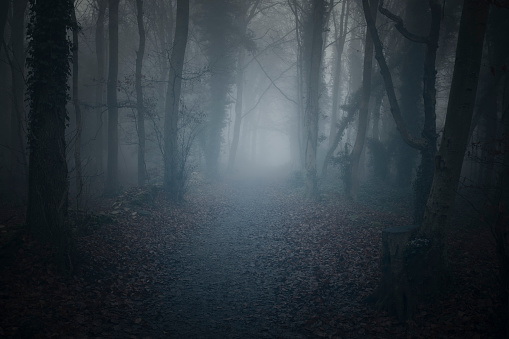 Mysterious fairy forest. Strangers park. Dark fantasy wallpaper. Stranger trees in the mist. Scary atmosphere. Paranormal another world. Mystical forest in a fog.