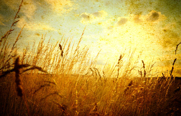 Beautiful grunge background with meadow of grass