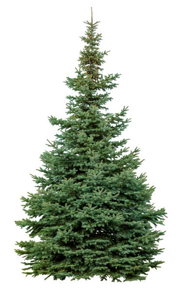 istock Green christmas fir tree 1359989781