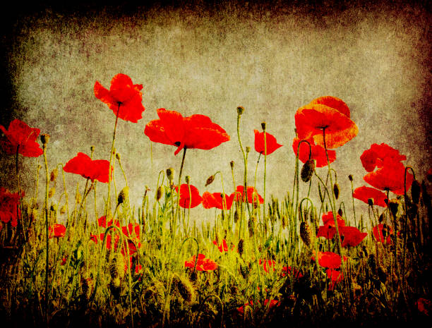 istock grunge poppies background 1359990065