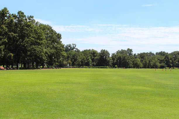 istock Midsummer park trees and lawn. 1359991324