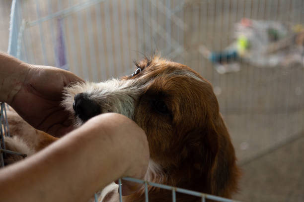 istock Animal Adoption Fair. 1359991952