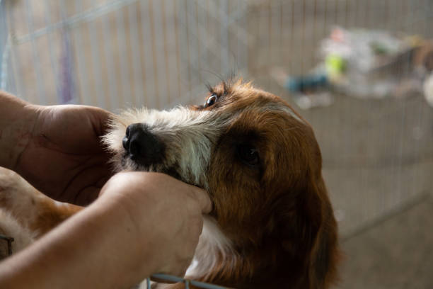 istock Animal Adoption Fair. 1359991962