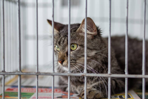istock Animal Adoption Fair. 1359992024