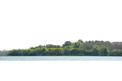 View of a High definition Treeline isolated on a white background, Green trees, Forest and foliage in summer.