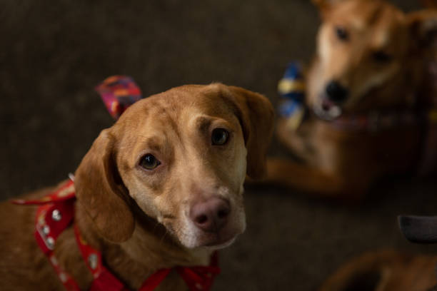 feria de adopción de animales. - 6184 fotografías e imágenes de stock