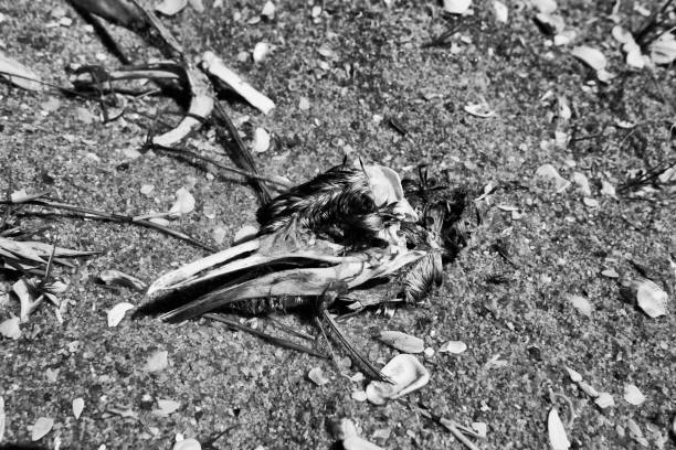 Car as direct cause of mortality among birds. Black Grouse (male) hit by car on back road, partially eaten by crows