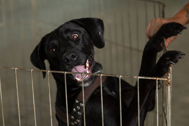 istock Animal Adoption Fair. 1359992396