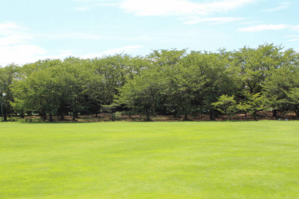 istock Midsummer park trees and lawn. 1359993047