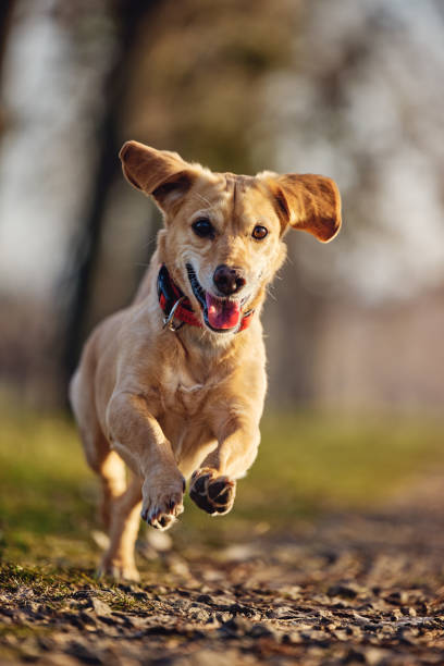 istock a happy dog running in the park 1359993099