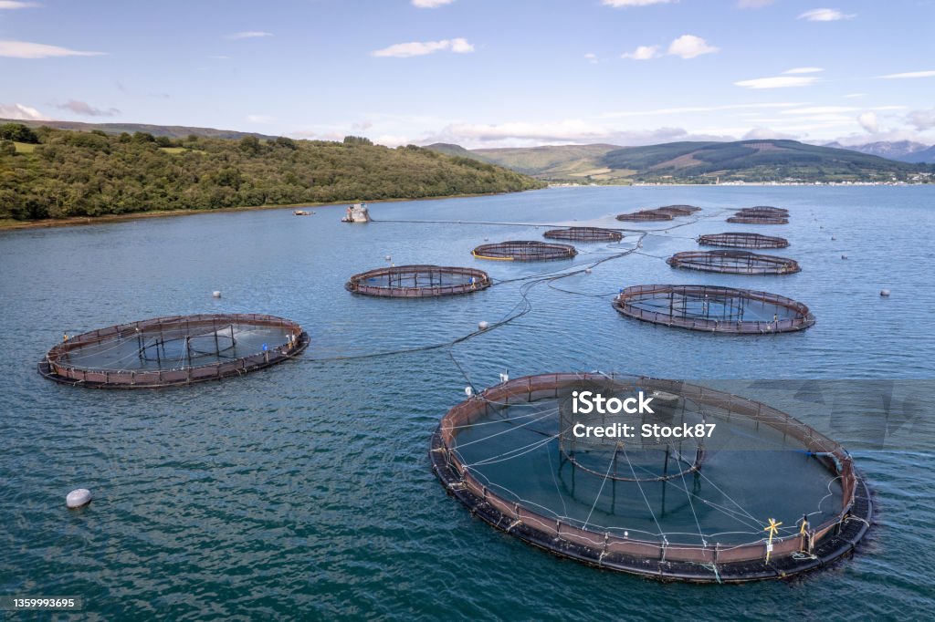 Aquaculture Fish Farm Seen from the Air Containing Salmon and Trout The fishery contains trout and salmon which is farmed in Scotland for sale around the world. Fish Farm Stock Photo