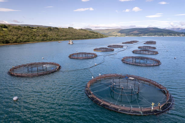 Aquaculture Fish Farm Seen from the Air Containing Salmon and Trout The fishery contains trout and salmon which is farmed in Scotland for sale around the world. fish farm stock pictures, royalty-free photos & images