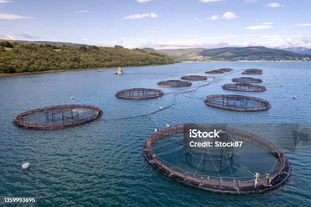 Aquaculture Fish Farm Seen From The Air Containing Salmon And Trout Stock Photo - Download Image Now