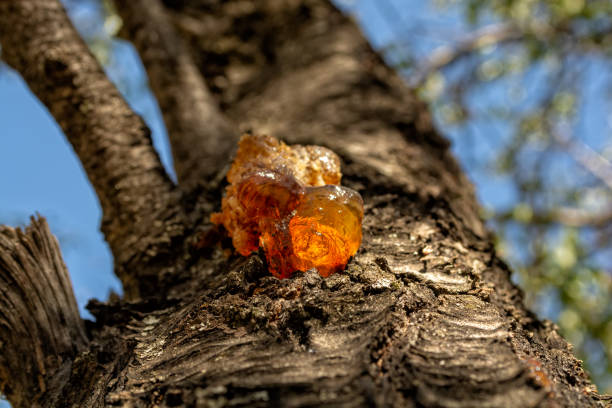 résine ambrée naturelle d’arbre. focalisation sélective - tree resin photos et images de collection