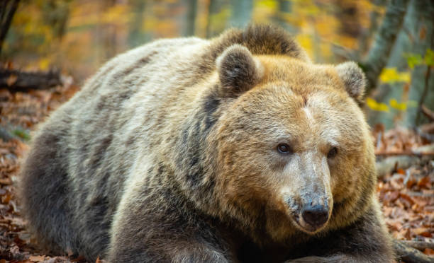 istock A large brown bear lies in the autumn forest. 1359996189