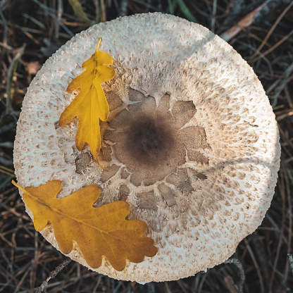Edible mushroom hat with autumn oak leaves.