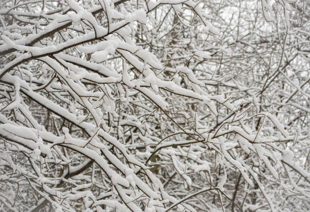 istock Snow covered branch. Beautiful winter landscape with snow covered trees 1359996203