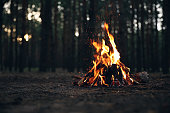 Beautiful bonfire with burning firewood in forest. Space for text