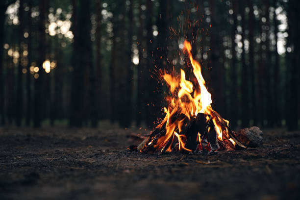 Photo of Beautiful bonfire with burning firewood in forest. Space for text