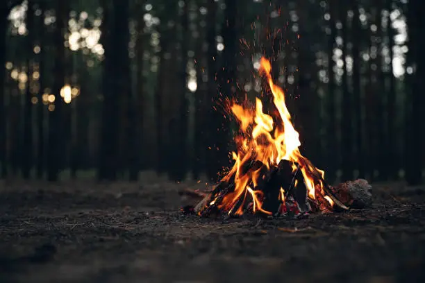 Beautiful bonfire with burning firewood in forest. Space for text