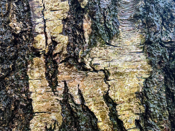 istock A wet, yellowish and coarse tree bark. 1359999588