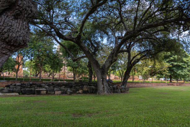 istock Trees in the Ayutthaya Old City area 1360000149