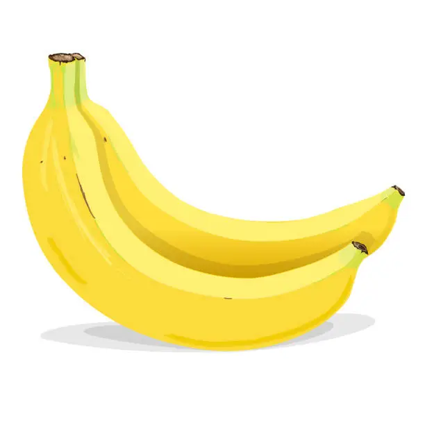 Vector illustration of Two bananas fruit in cartoon style isolated on white background. Vegetarian, organic food. Vector Illustration.