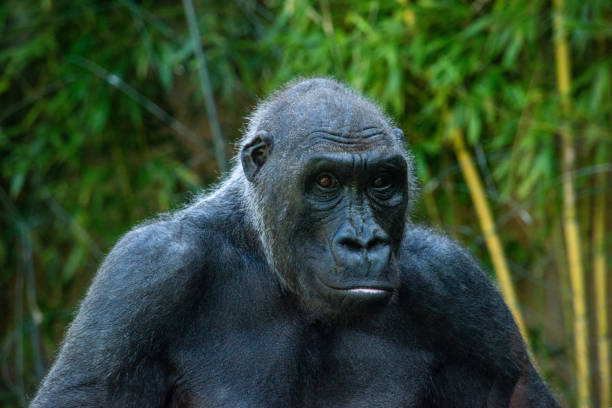 istock Beautiful Gorilla with a fascinating intelligent expression 1360000262