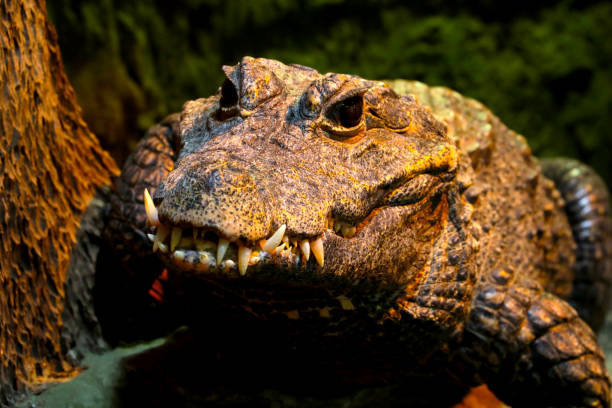 istock Close-up of a crocodile with large teeth. 1360000963