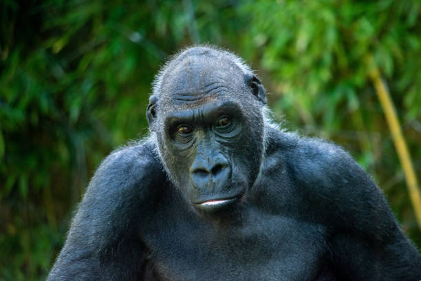 istock Beautiful Gorilla with a fascinating intelligent expression 1360001016
