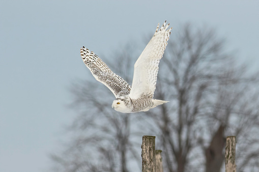 Snowy owl takes off from its perch