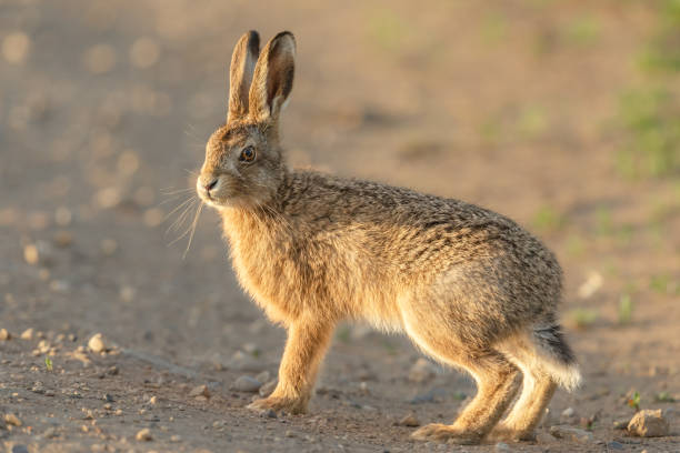 Close up of a young hare or leveret in Springtime.  standing alert on farmland. Facing camera, blurred background.  Scientific name:  Lepus Europaeus.  Horizontal.  Space for copy. Close up of a young hare or leveret in Springtime.  standing alert on farmland. Facing camera, blurred background.  Scientific name:  Lepus Europaeus.  Horizontal.  Space for copy. hare and leveret stock pictures, royalty-free photos & images