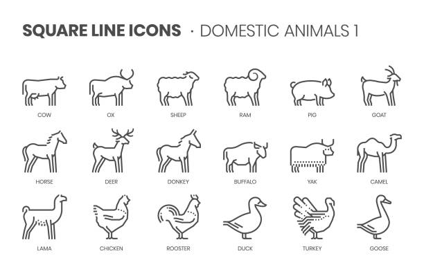 ilustrações, clipart, desenhos animados e ícones de animais domésticos relacionados, pixel perfeito, traçado editável, até conjunto de ícones vetoriais de linha quadrada escalável. - domestic pig