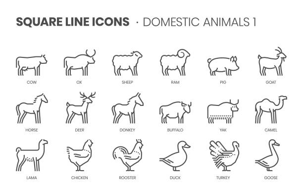 Domestic animals related, pixel perfect, editable stroke, up scalable square line vector icon set. Domestic animals related, pixel perfect, editable stroke, up scalable square line vector icon set. farm animals stock illustrations