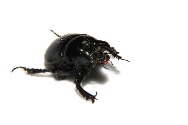 istock Minotour Beetle Black Bug Close Up on White Background 1360004781