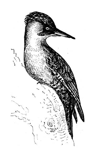 kuvapankkikuvitukset aiheesta antiikkinen kuvitus: eurooppalainen vihreä tikka - european green woodpecker