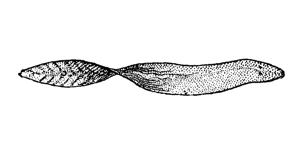 Antique illustration: Planarian