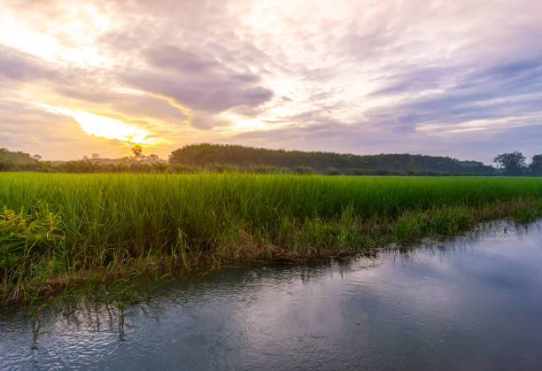 istock Green field rural countryside 1360005178
