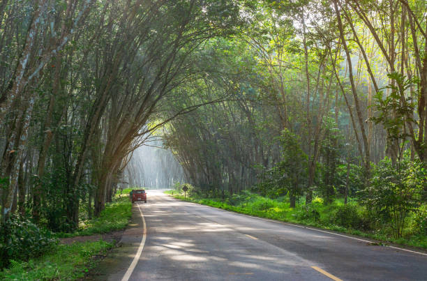 istock Road in para rubber tree, latex rubber plantation and tree rubber garden 1360005220
