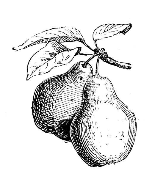 Antique illustration: Pear vector art illustration