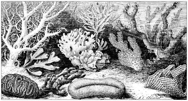 Antique illustration: Polyp