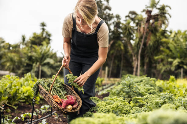 istock Female gardener picking fresh kale from a vegetable garden 1360006082