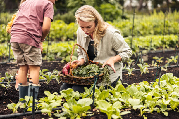 istock Harvesting fresh organic vegetables 1360006156