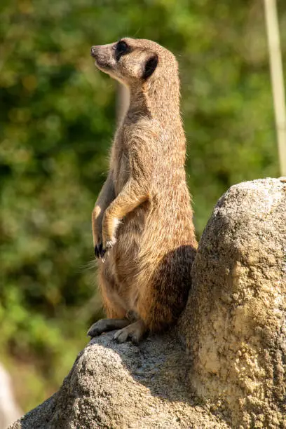 Photo of A meerkat guarding his family from a rock