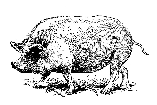 Antique illustration: York Pig