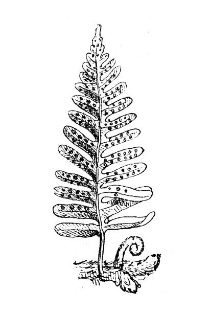 Antique illustration: Polypodium vulgare, the common polypody Antique illustration: Polypodium vulgare, the common polypody polypodiaceae stock illustrations