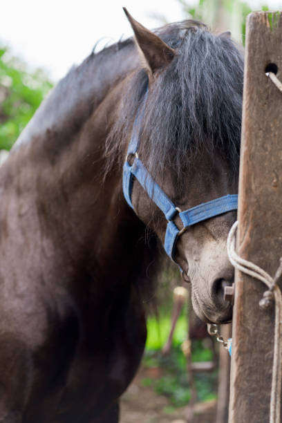 istock Horse tied up while waiting to be ridden 1360006498