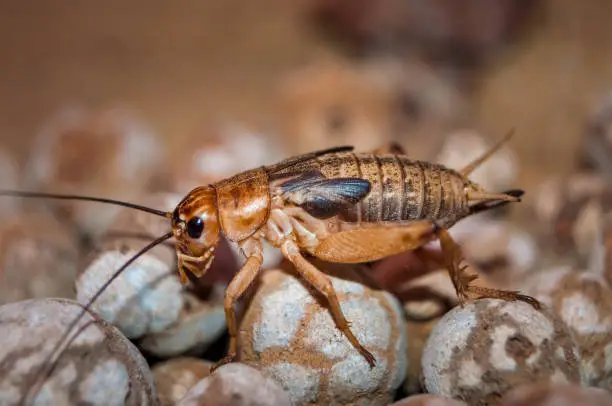 Side view of Cricket. Crickets are insects. Bug