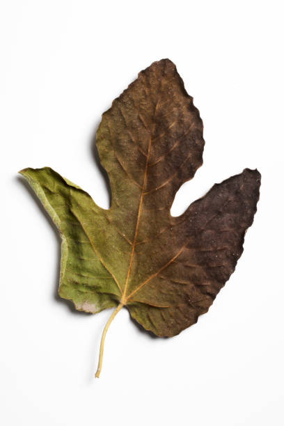 istock Autumn Dry Maple Leaf , isolated on white background. 1360008523