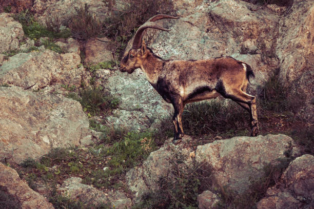 male mountain goat in the wild